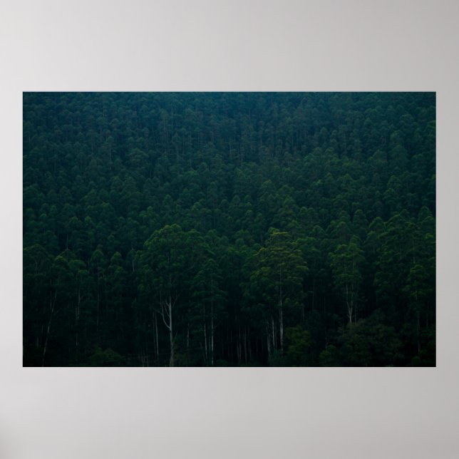 TALL GREEN TREES POSTER (Front)