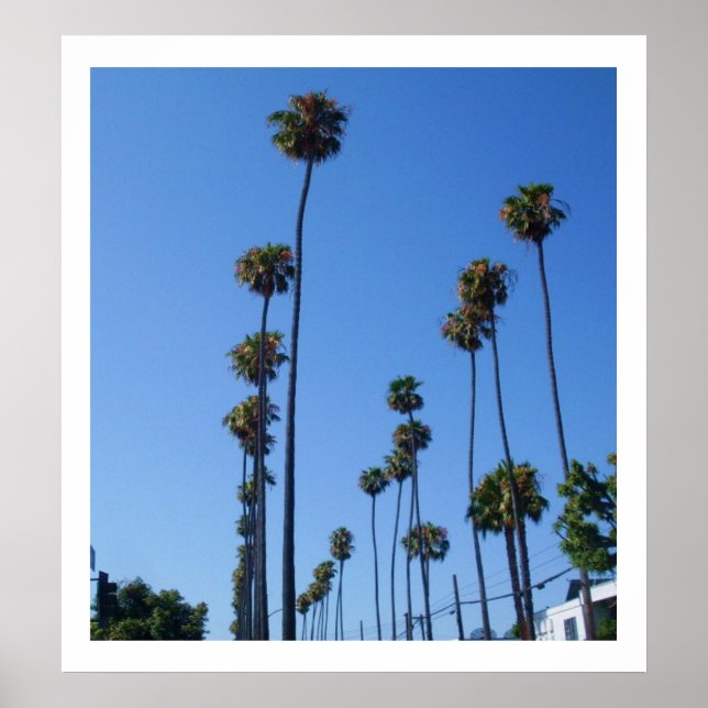 TALL PALM TREES poster (Front)