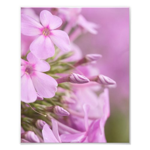 Tall Phlox Gracefully Meets the Sunlight Photo Print