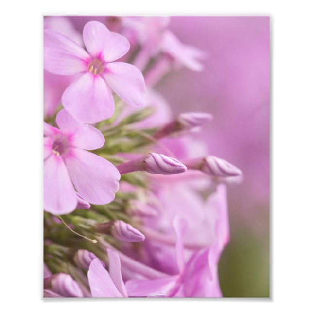 Tall Phlox Gracefully Meets the Sunlight Photo Print (Front)