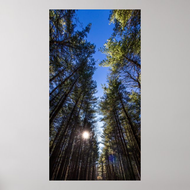 Tall Pines, Walnut Woods Metro Park, Groveport, OH Poster (Front)