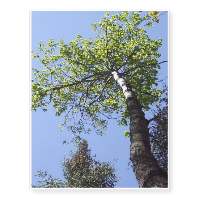 Tall Poplar Tree Temporary Tattoos (Front)