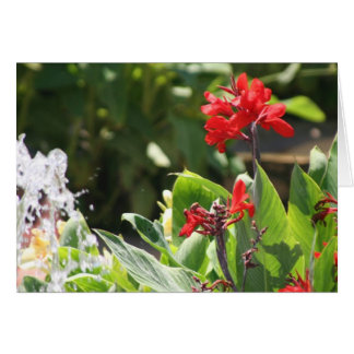 Tall Red Flower Cards