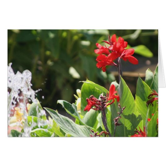 Tall Red Flower Cards (Front Horizontal)