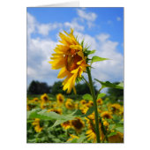 Tall Sunflower Card (Front)