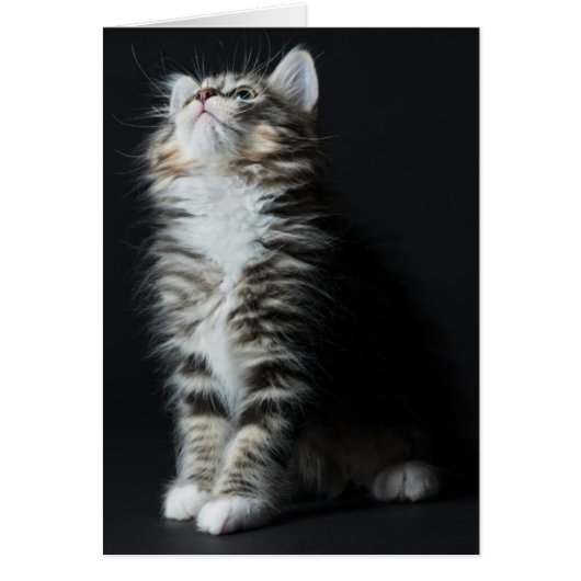 Tall Tabby Cards (Front)