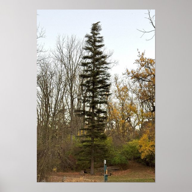 Tall Tree Photo Poster (Front)