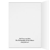Tall Trees and Mist Cards (Inside (Left))