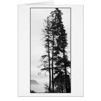 Tall Trees and Mist Cards
