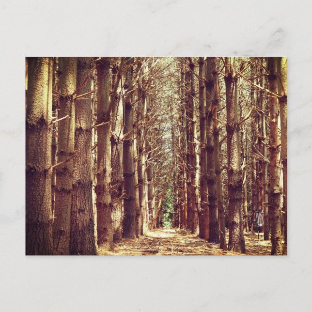 Tall trees holiday postcard (Front)