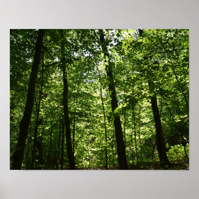 Tall Trees in Nature Poster (Front)