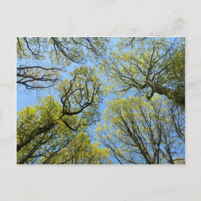 Tall Trees Postcard (Front)
