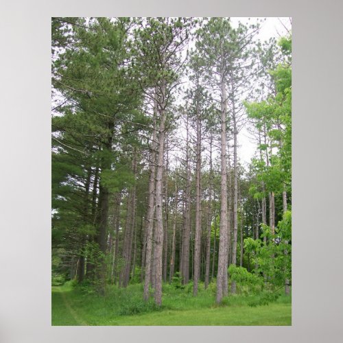 Tall Trees Poster