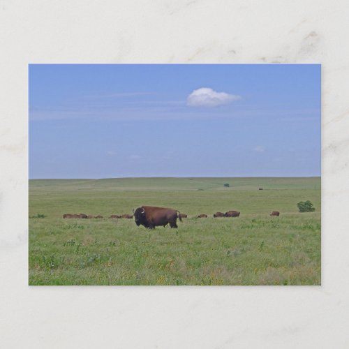 Tallgrass Prairie National Preserve _ Kansas Postcard