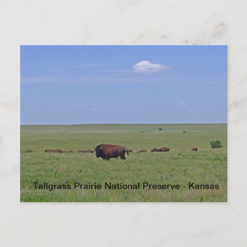 Tallgrass Prairie National Preserve _ Kansas Postcard