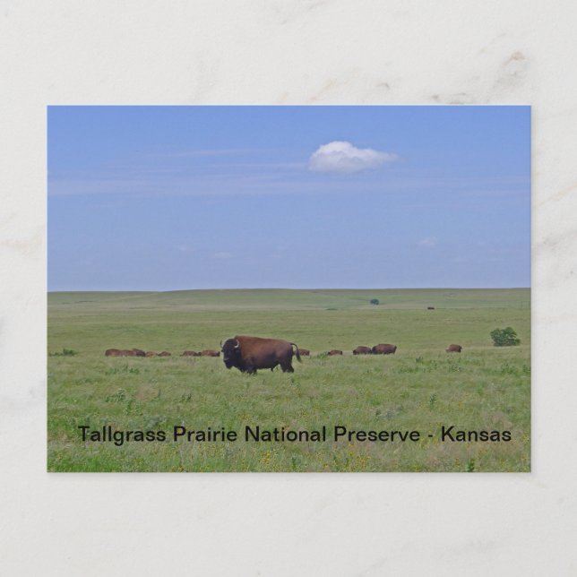 Tallgrass Prairie National Preserve - Kansas Postcard (Front)