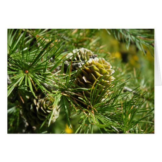 "Tamarack Cone" Cards (Front Horizontal)