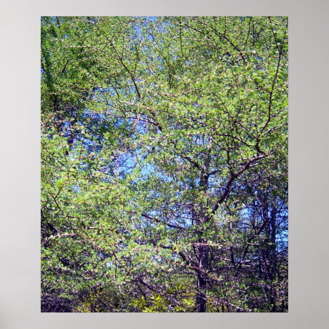 Tamarack Larch Tree 1 Poster (Front)