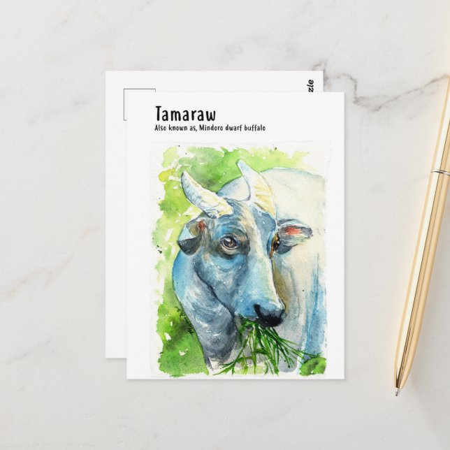 Tamaraw/ Kalabaw/ Philippine Ox- DNM Postcards (Front/Back In Situ)
