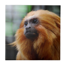 Tamarin Monkey Ceramic Tile