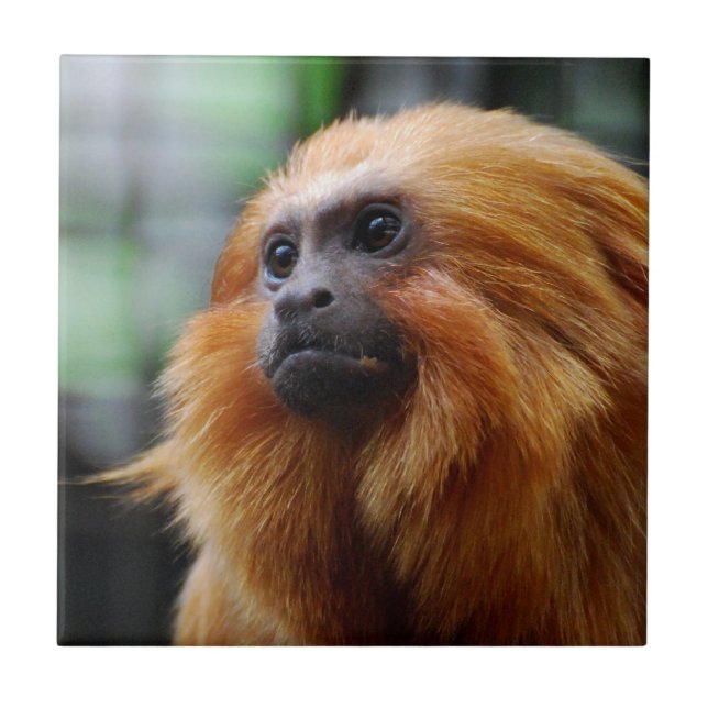 Tamarin Monkey Ceramic Tile (Front)