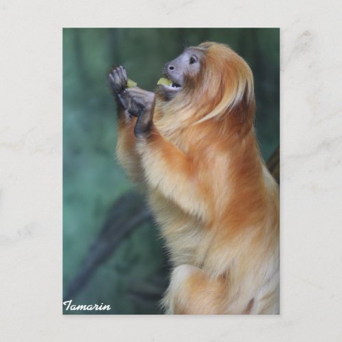 Tamarin Monkey Postcard