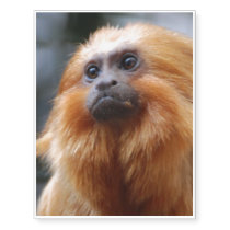 Tamarin Monkey Temporary Tattoos