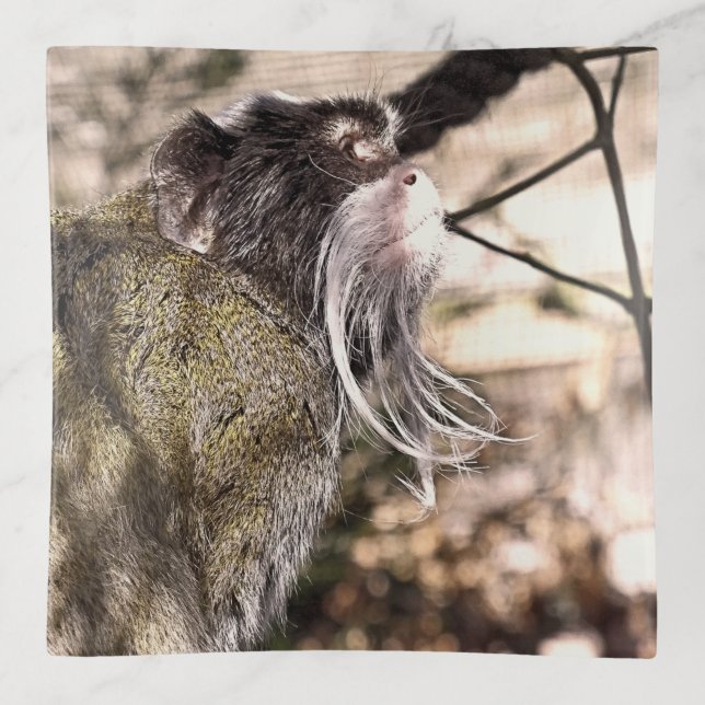 TAMARIN MONKEY   TRINKET TRAY (Front)