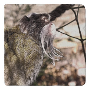 TAMARIN MONKEY TRIVET