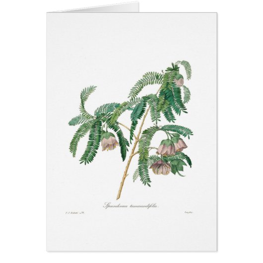 Tamarind Flower (Front)