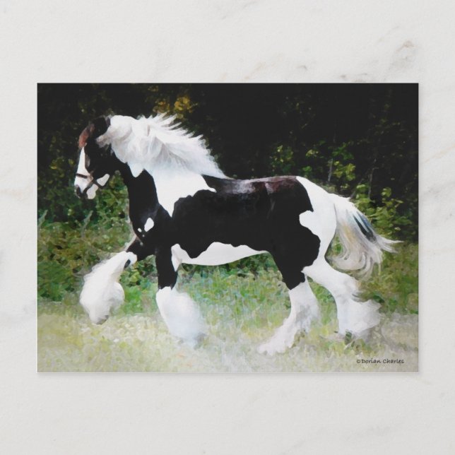 "Tamlin" Gypsy Vanner Postcard (Front)