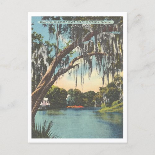 Tampa Florida Hillsborough River Sulphur Springs Postcard