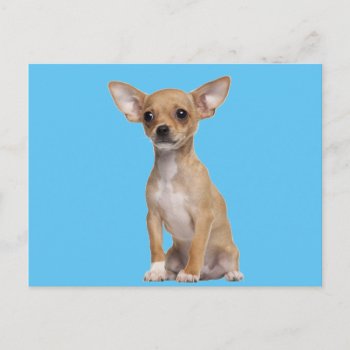 Tan And White Chihuahua Postcard by LATENA at Zazzle