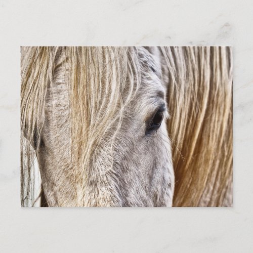 tan barn horse postcard