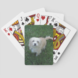 Tan "Benji" Type Mutt on Grass Poker Cards