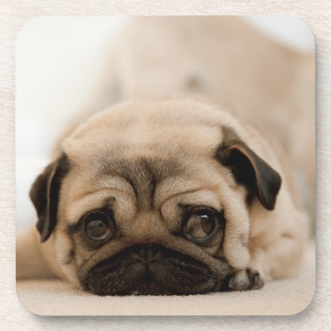 Tan Female Pug Beverage Coaster (Front)