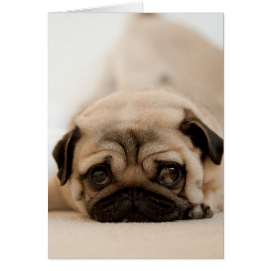 Tan Female Pug Cards (Front)
