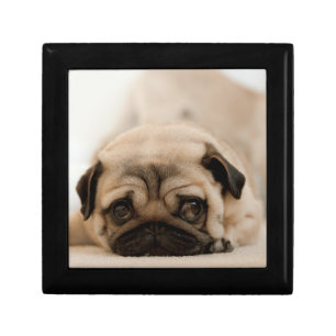 Tan Female Pug Jewelry Box