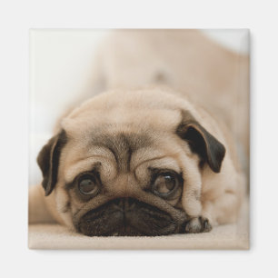 Tan Female Pug Magnet