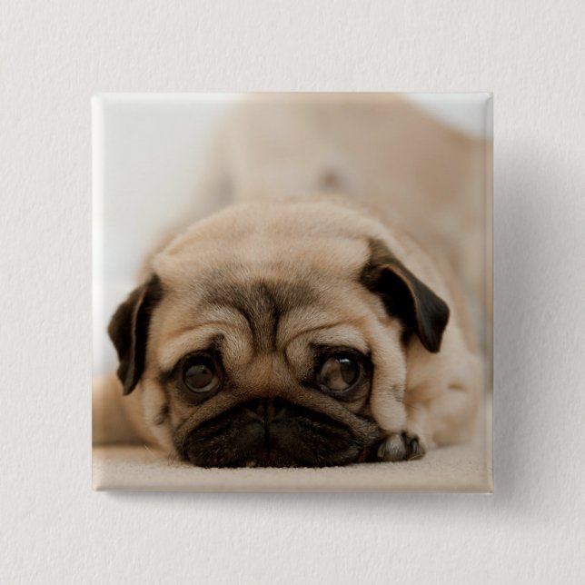 Tan Female Pug Pinback Button (Front)