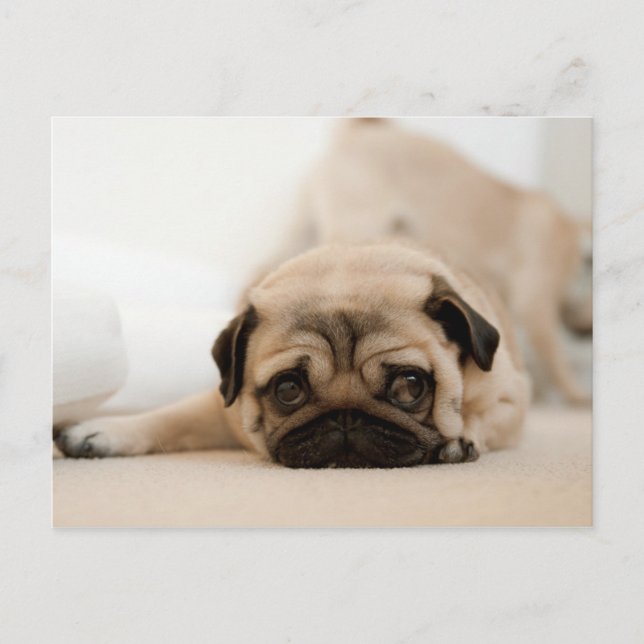Tan Female Pug Postcard (Front)