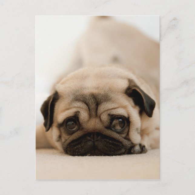 Tan Female Pug Postcard (Front)
