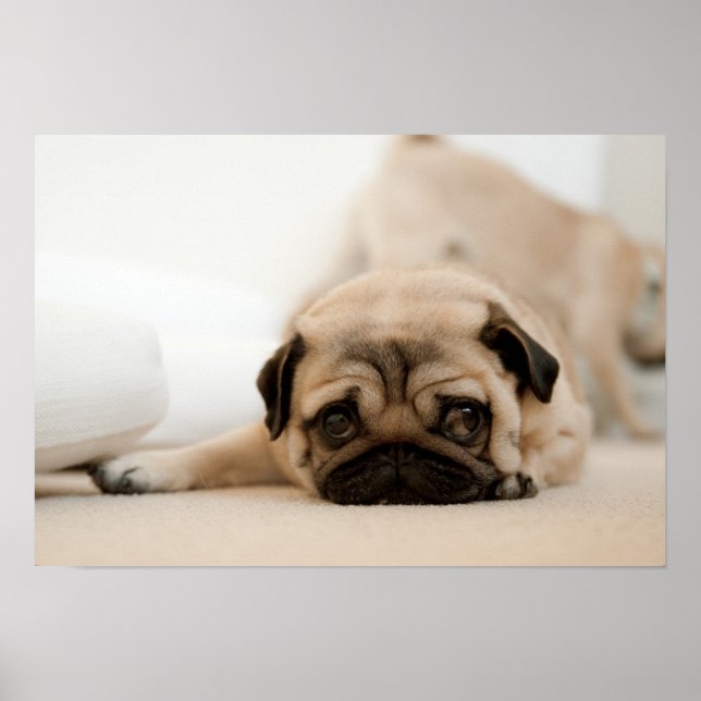 Tan Female Pug Poster (Front)