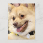 Tan German Spitz Dog Breed Postcards