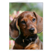 Tan Miniture Dachshund (Front)