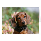 Tan Miniture Dachshund (Front Horizontal)