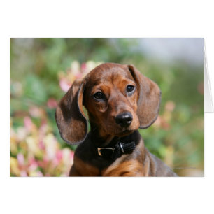 Tan Miniture Dachshund