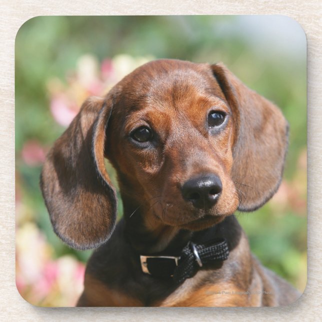 Tan Miniture Dachshund Beverage Coaster (Front)