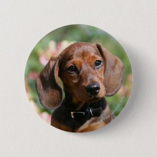 Tan Miniture Dachshund Button