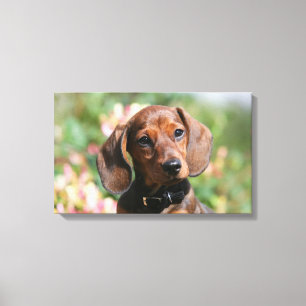 Tan Miniture Dachshund Canvas Print